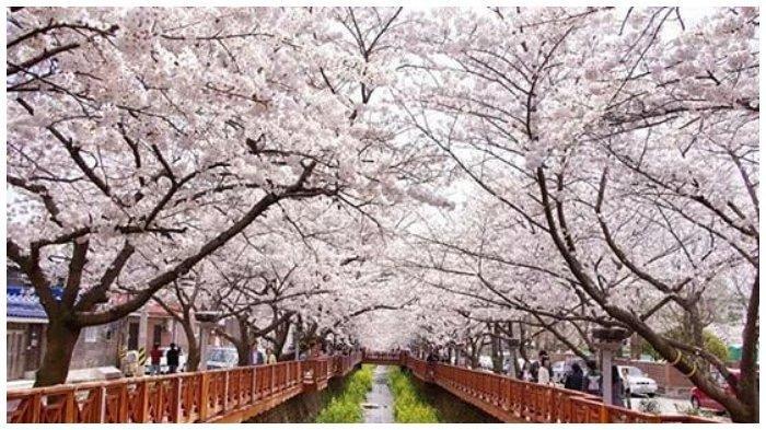 Detail Foto Bunga Sakura Di Korea Selatan Nomer 11
