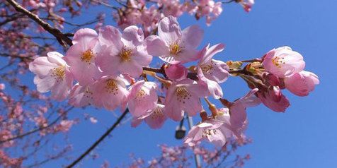 Detail Foto Bunga Sakura Di Korea Selatan Nomer 15