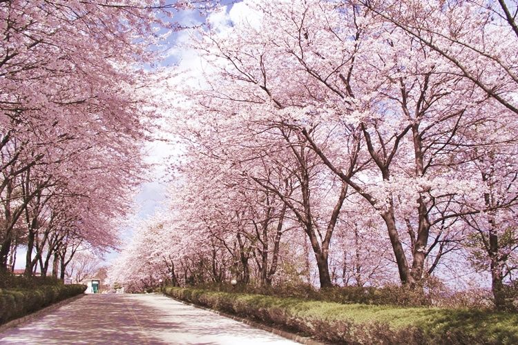 Detail Foto Bunga Sakura Di Korea Selatan Nomer 25