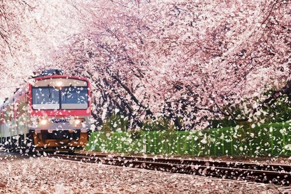 Detail Foto Bunga Sakura Di Korea Selatan Nomer 4