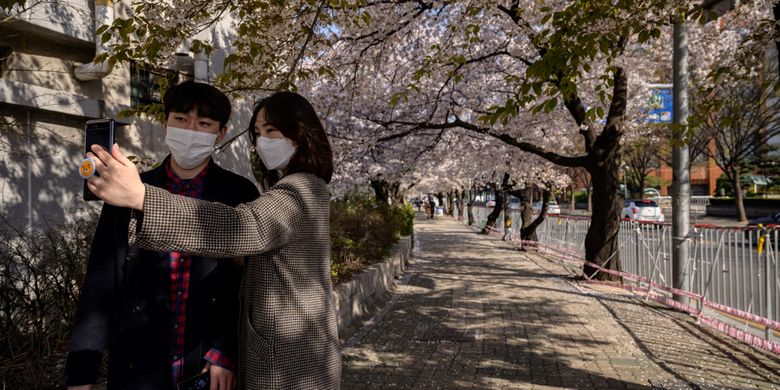 Detail Foto Bunga Sakura Di Korea Selatan Nomer 42