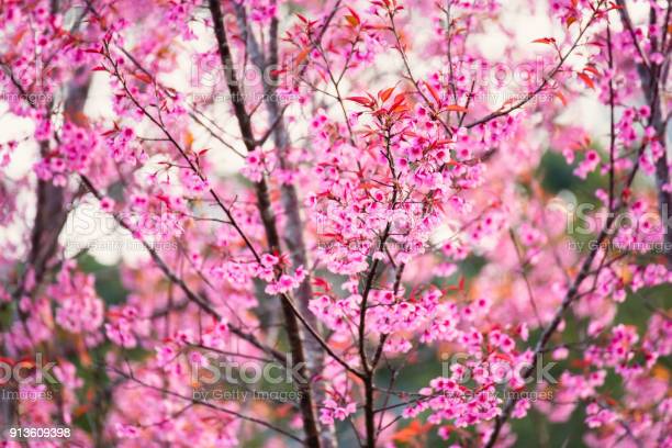 Detail Foto Bunga Sakura Pink Nomer 15