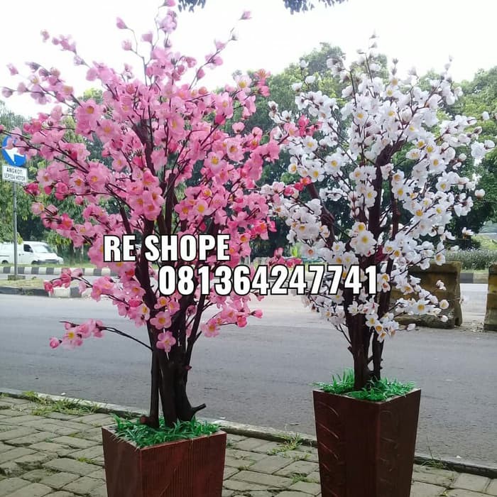 Detail Foto Bunga Sakura Pink Nomer 24