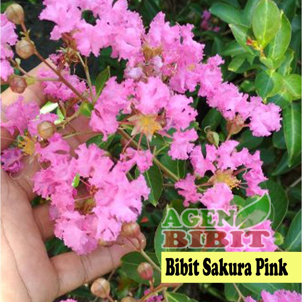 Detail Foto Bunga Sakura Pink Nomer 31