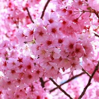 Detail Foto Bunga Sakura Pink Nomer 7
