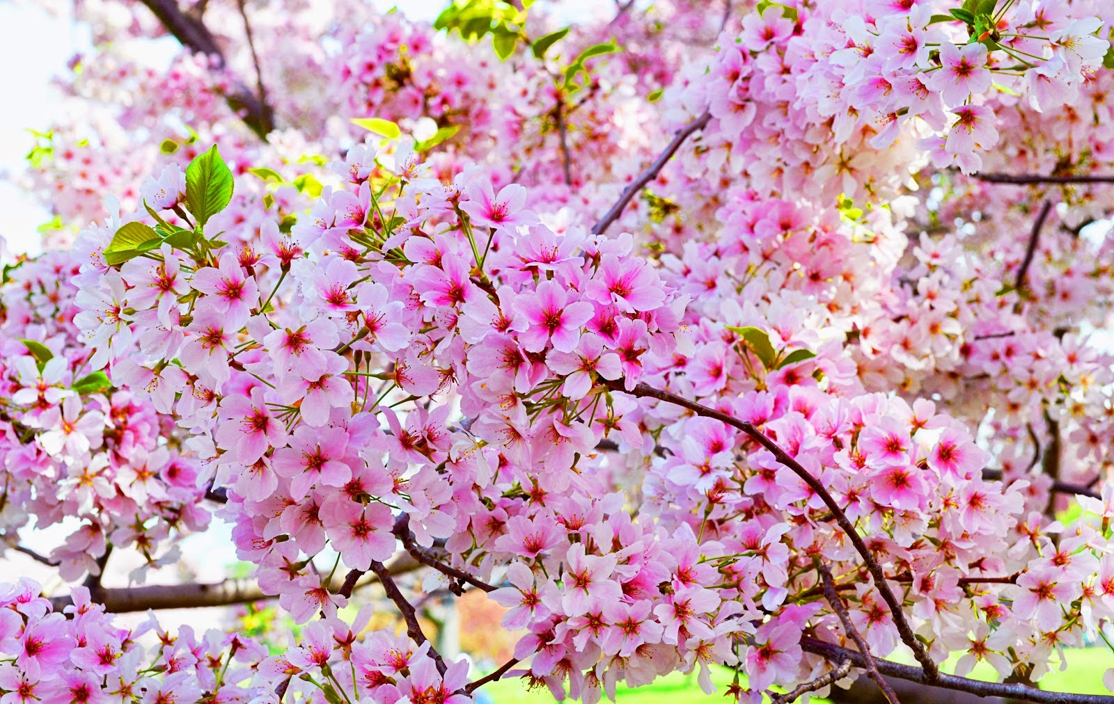 Detail Foto Bunga Sakura Terindah Nomer 30