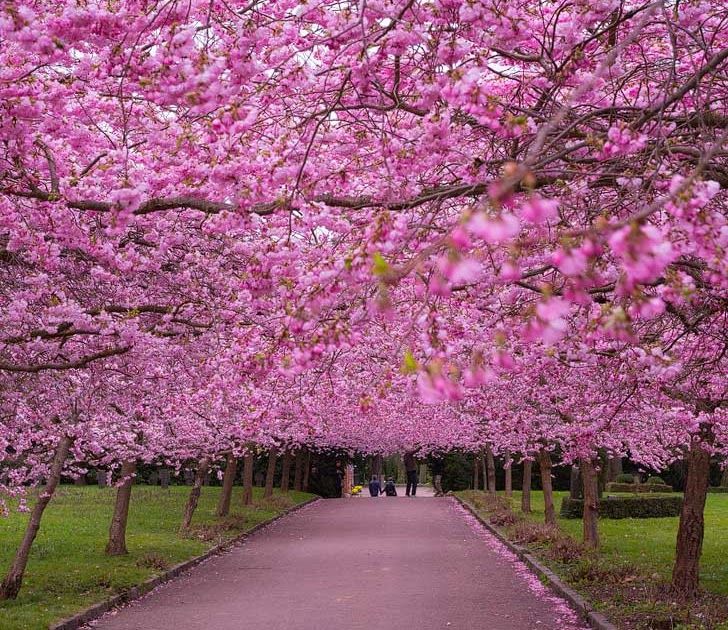 Detail Foto Bunga Sakura Terindah Di Dunia Nomer 17