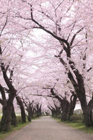 Detail Foto Bunga Sakura Terindah Di Dunia Nomer 27