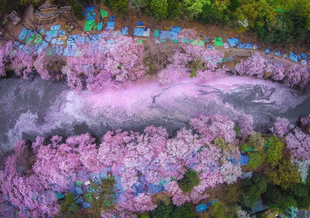 Detail Foto Bunga Sakura Terindah Di Dunia Nomer 28