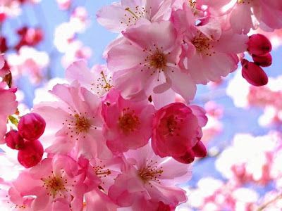 Detail Foto Bunga Sakura Terindah Di Dunia Nomer 4