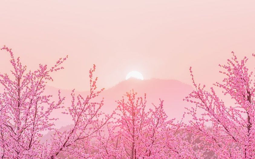Detail Foto Bunga Sakura Terindah Di Dunia Nomer 35