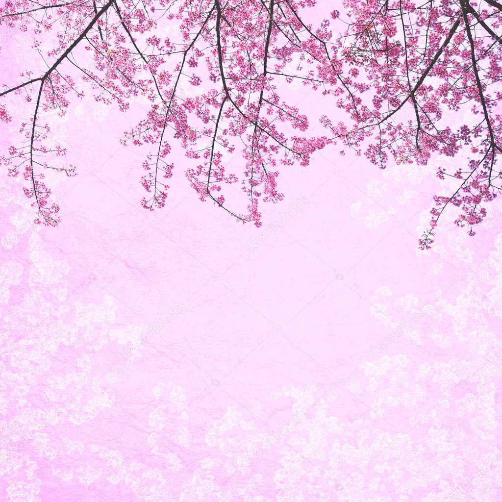 Detail Foto Bunga Sakura Wallpaper Nomer 4