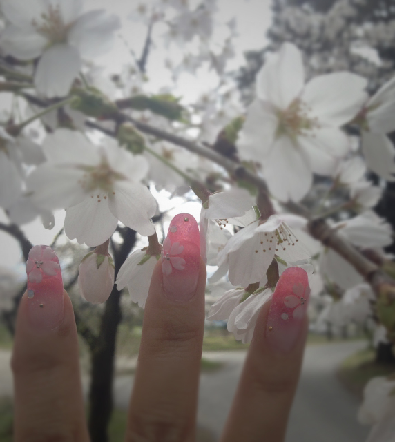 Detail Foto Bunga Sakura Yang Mudah Digambar Nomer 44