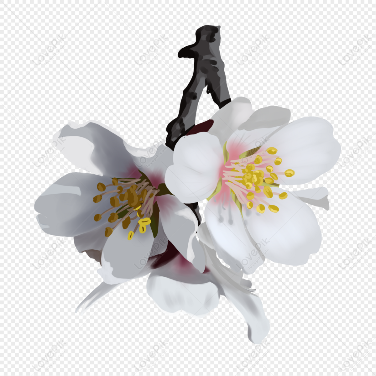 Detail Foto Bunga Sakura Yang Mudah Digambar Nomer 54