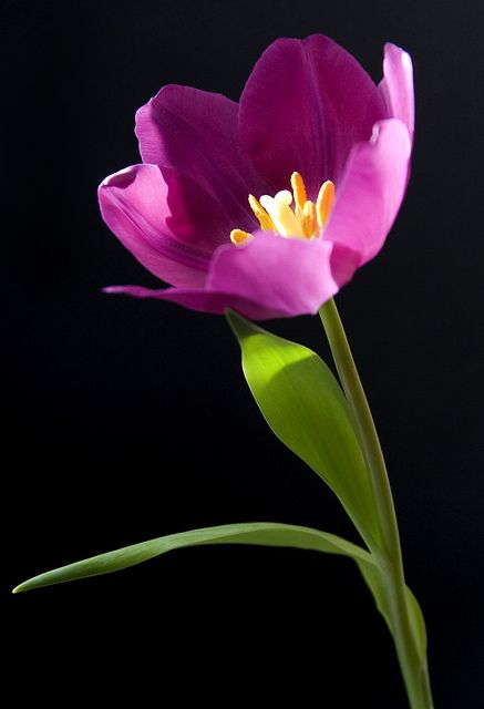 Detail Foto Bunga Tulip Nomer 47