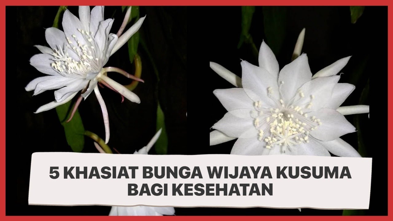 Detail Foto Bunga Wijaya Kusuma Nomer 14