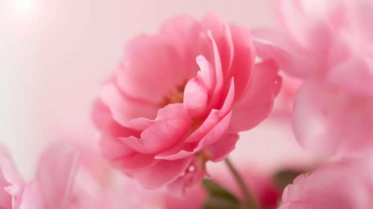 Detail Foto Bunga Yang Cantik Dan Indah Nomer 11