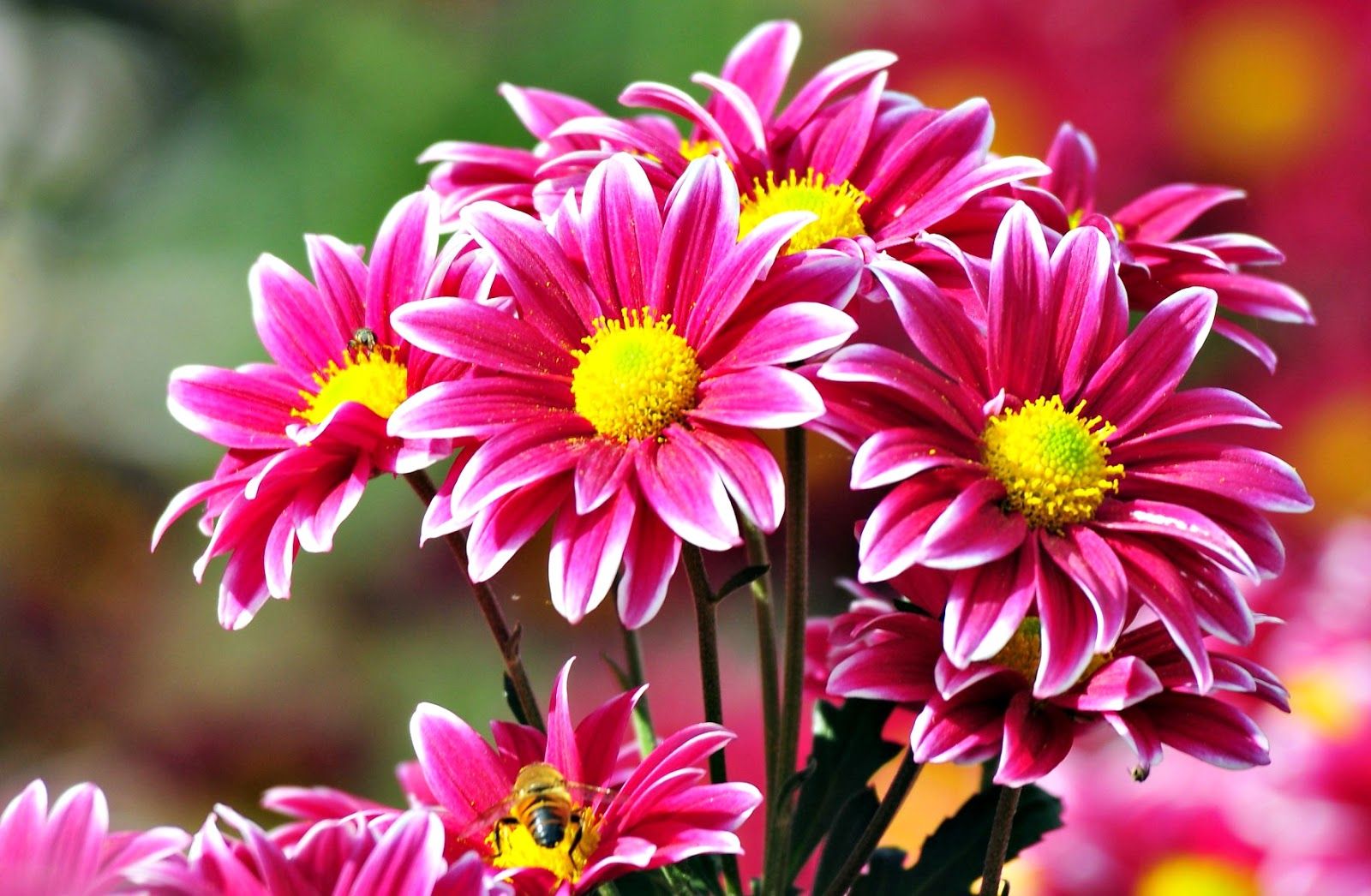 Detail Foto Bunga Yang Cantik Dan Indah Nomer 40