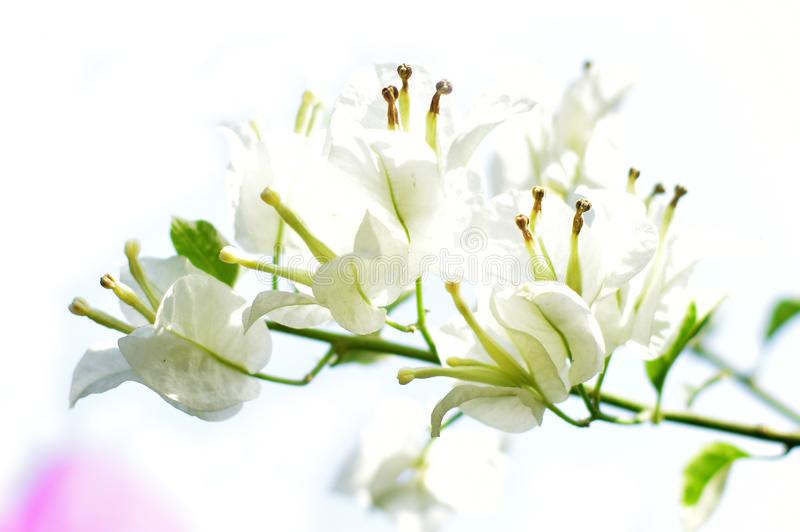 Detail Foto Bunga Yang Cantik Dan Indah Nomer 48