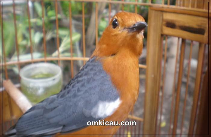 Detail Foto Burung Anis Merah Nomer 31