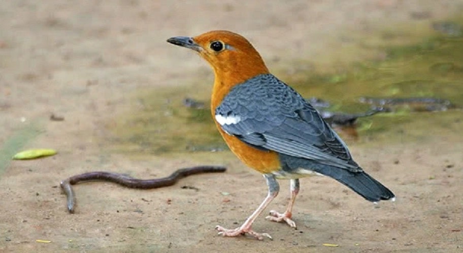 Detail Foto Burung Anis Merah Nomer 35