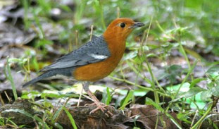 Detail Foto Burung Anis Merah Nomer 45