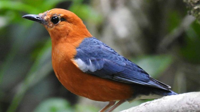 Detail Foto Burung Anis Merah Nomer 6