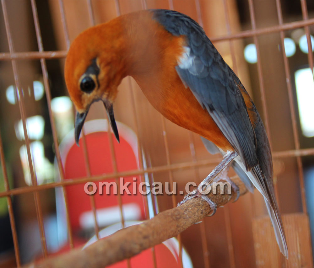 Detail Foto Burung Anis Merah Nomer 7