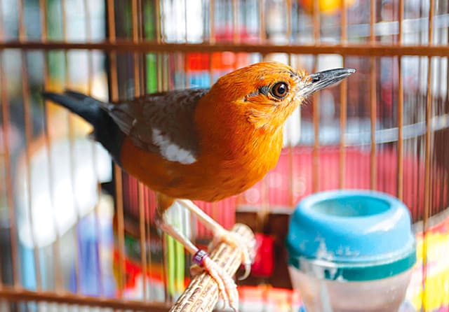 Detail Foto Burung Anis Merah Nomer 8