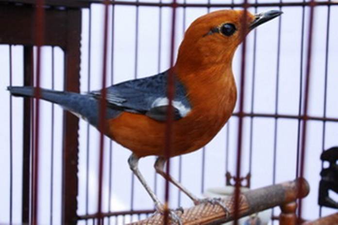 Detail Foto Burung Anis Merah Nomer 10