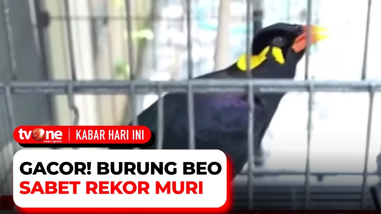 Detail Foto Burung Beo Nomer 29