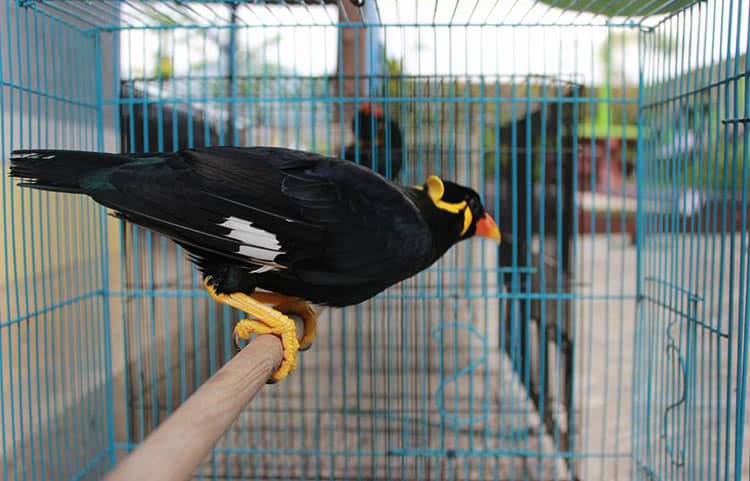 Detail Foto Burung Beo Nomer 38