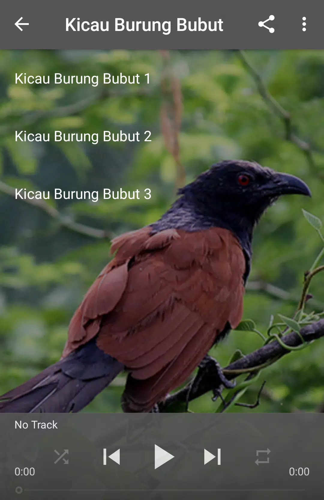 Detail Foto Burung Bubut Nomer 23