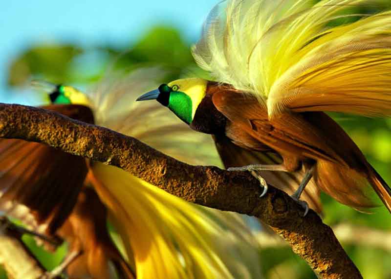 Detail Foto Burung Cantik Dan Indah Nomer 16