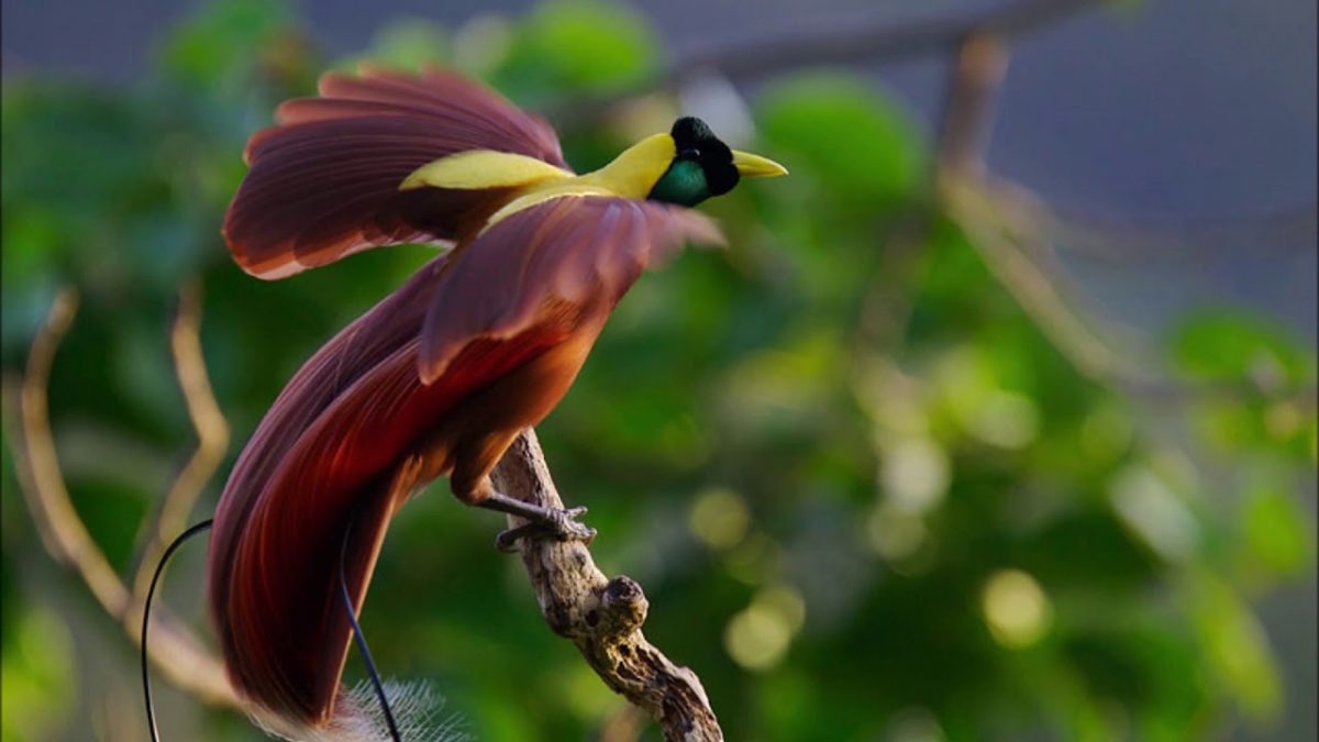 Detail Foto Burung Cendrawasih Nomer 17