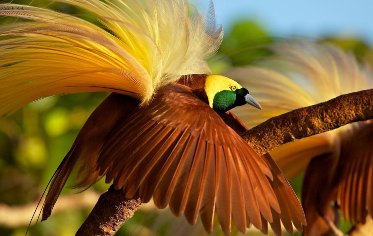 Detail Foto Burung Cendrawasih Nomer 18