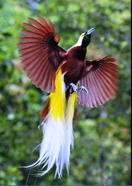 Detail Foto Burung Cendrawasih Nomer 3