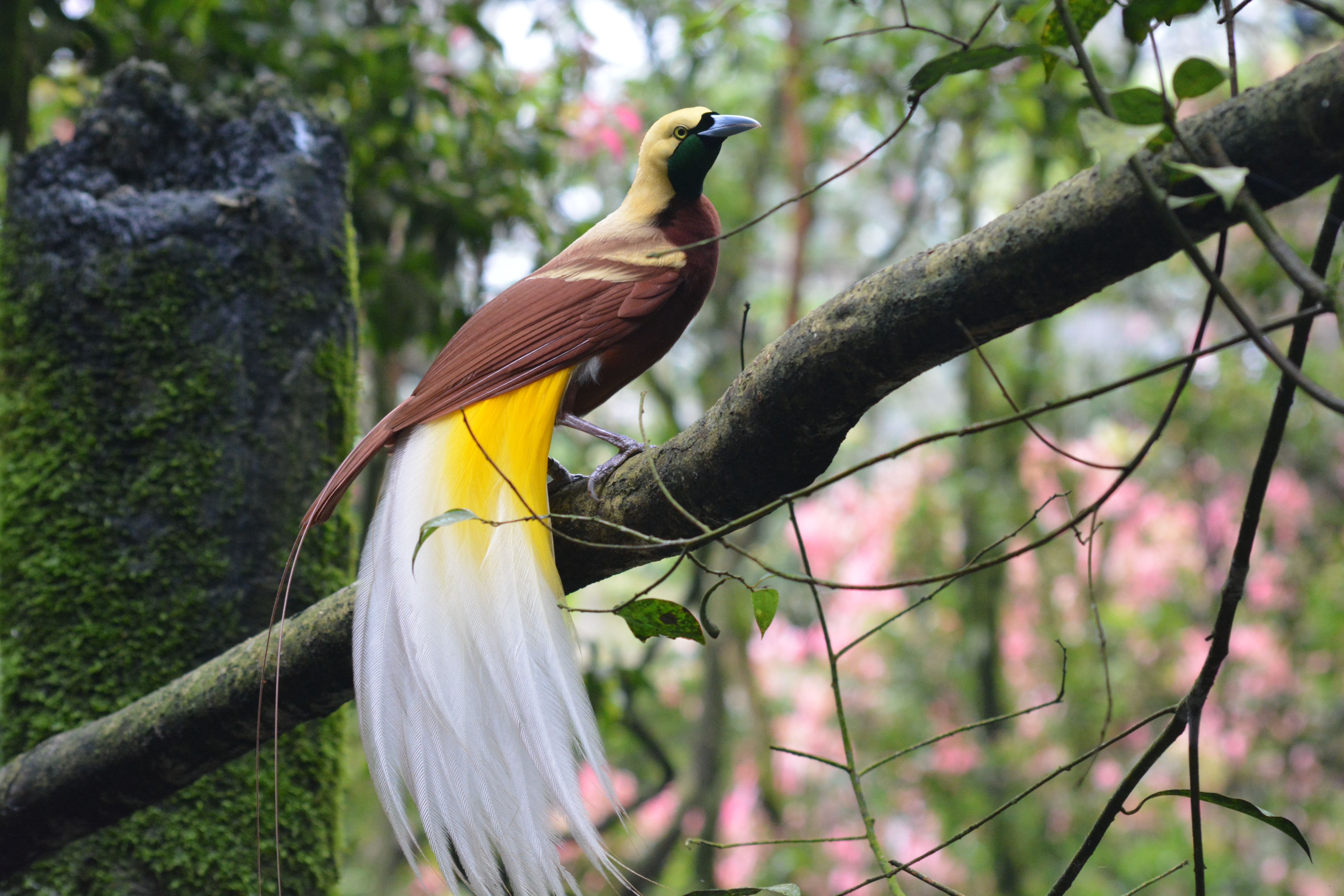 Detail Foto Burung Cendrawasih Nomer 23