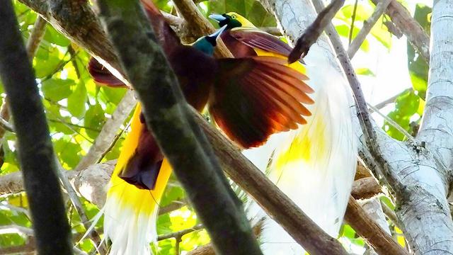 Detail Foto Burung Cendrawasih Nomer 25