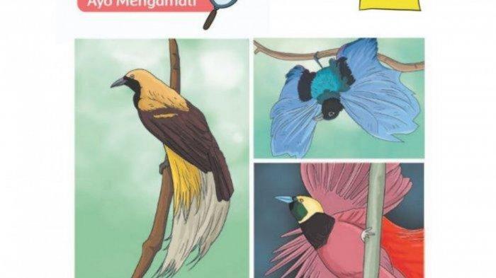 Detail Foto Burung Cendrawasih Nomer 26