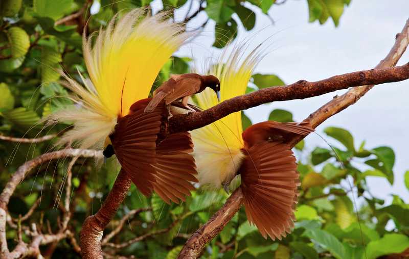 Detail Foto Burung Cendrawasih Nomer 29