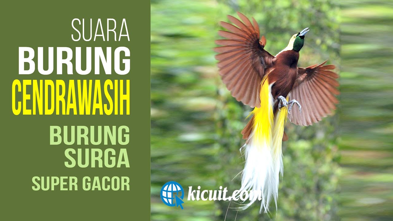 Detail Foto Burung Cendrawasih Nomer 33