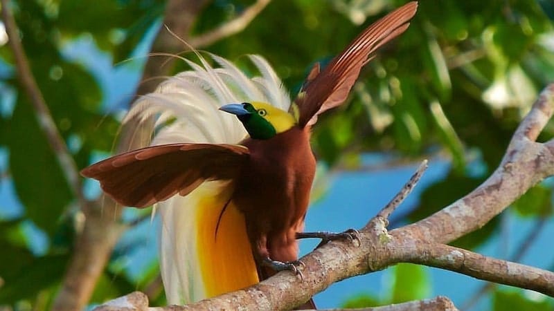 Detail Foto Burung Cendrawasih Nomer 37