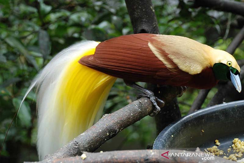 Detail Foto Burung Cendrawasih Nomer 39