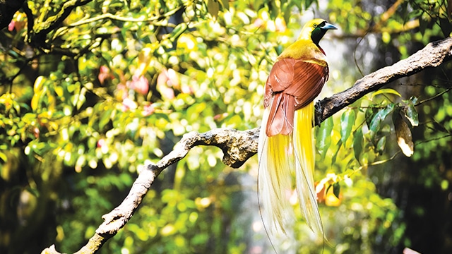 Detail Foto Burung Cendrawasih Nomer 40