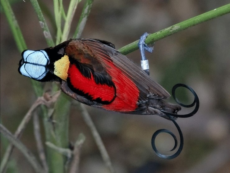 Detail Foto Burung Cendrawasih Nomer 44