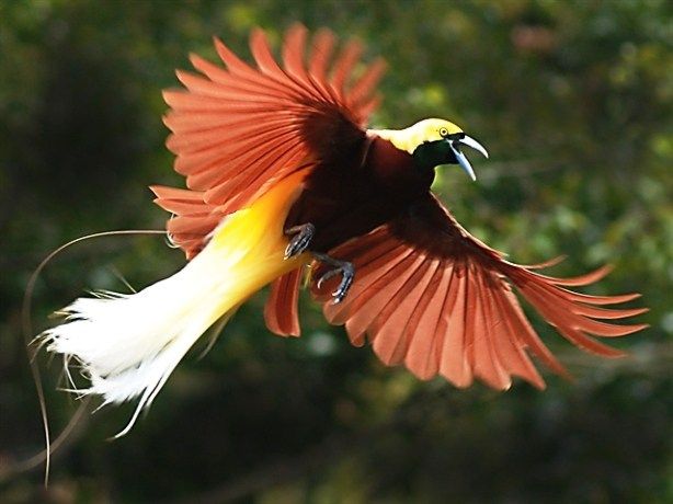 Detail Foto Burung Cendrawasih Nomer 7