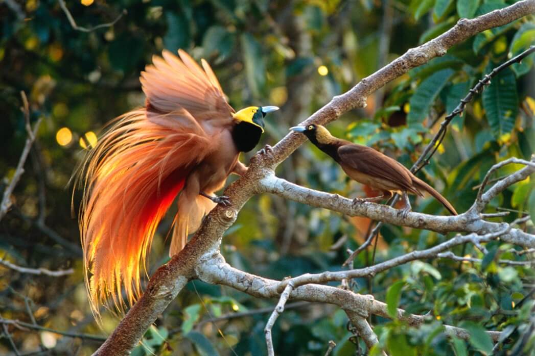 Detail Foto Burung Cendrawasih Nomer 10