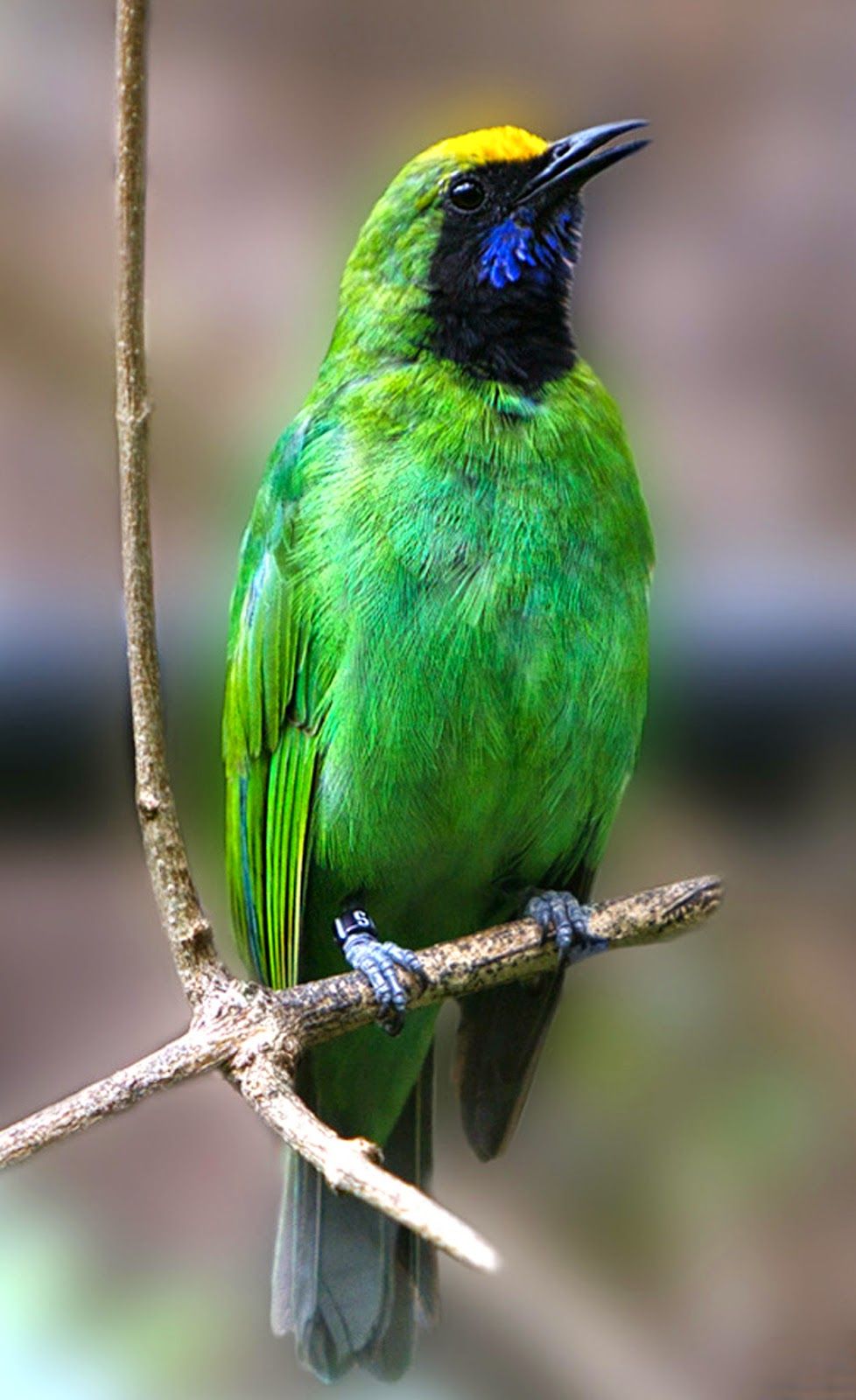 Foto Burung Cucak Ijo - KibrisPDR