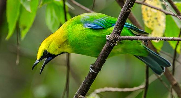 Detail Foto Burung Cucak Ijo Nomer 11